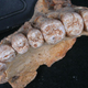 The Misilya-1 jaw. (Image: Gerhard Weber, University of Vienna)